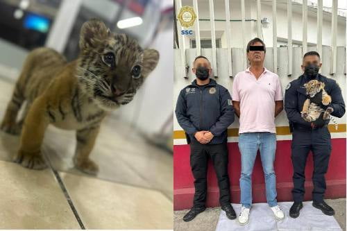 Resguardan cachorro de tigre que era transportado ilegalmente, en la alcaldía Gustavo A. Madero